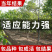核桃苗8518核桃苗纯正嫁接苗保湿发货包品种包成活
