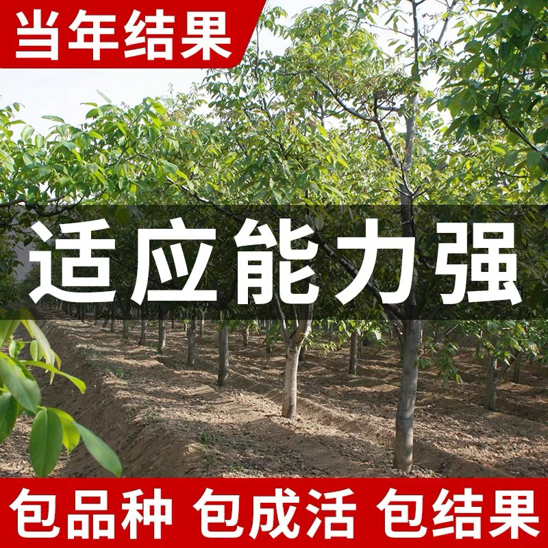 核桃苗8518核桃苗纯正嫁接苗保湿发货包品种包成活