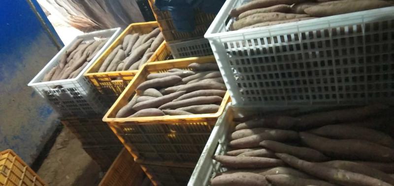 红薯板栗红薯沙地红薯产地直销量大从优需要大量有货需的联系
