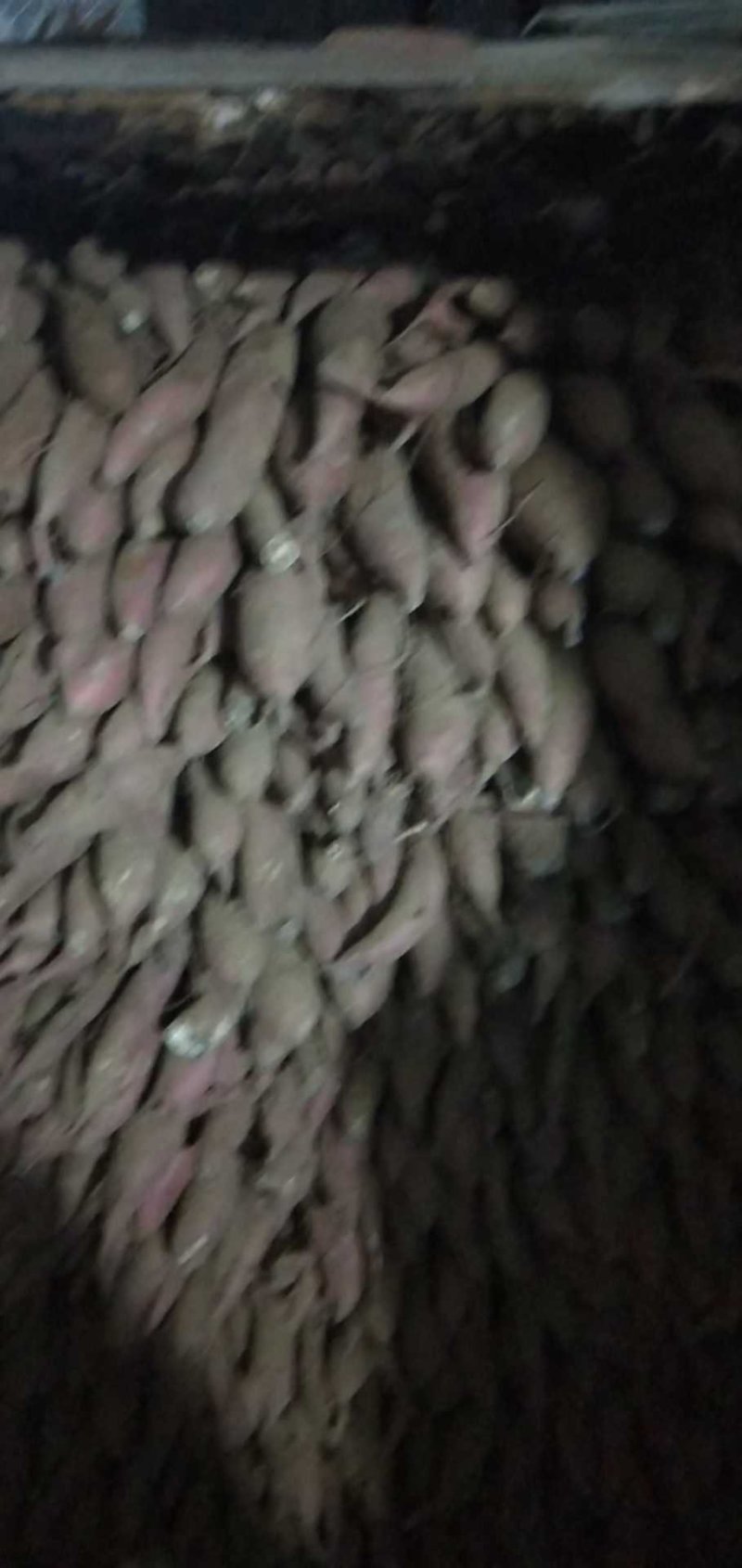 红薯板栗红薯沙地红薯产地直销量大从优需要大量有货需的联系