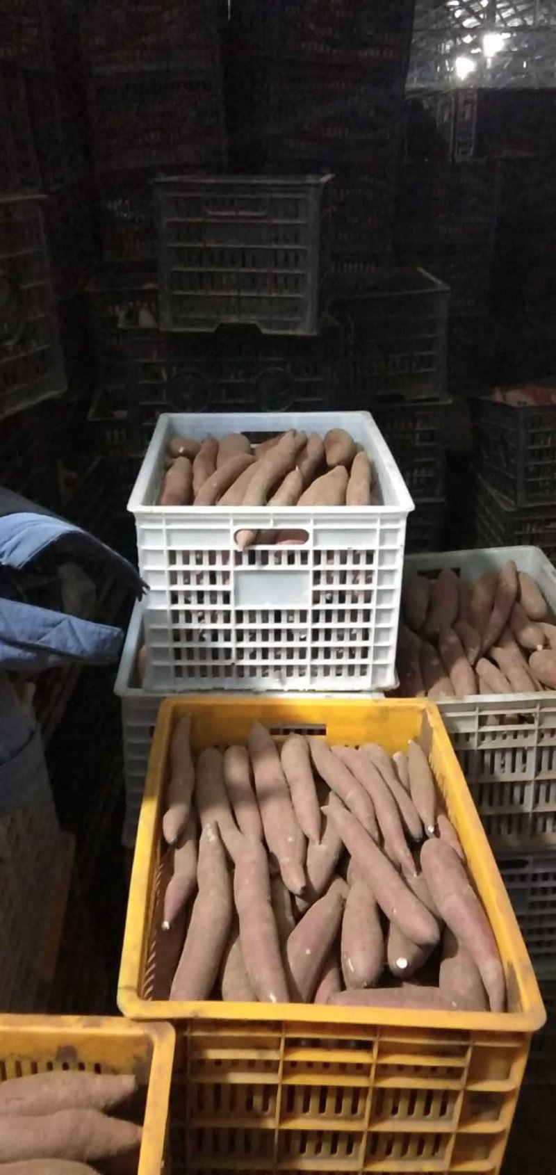 红薯板栗红薯沙地红薯产地直销量大从优需要大量有货需的联系