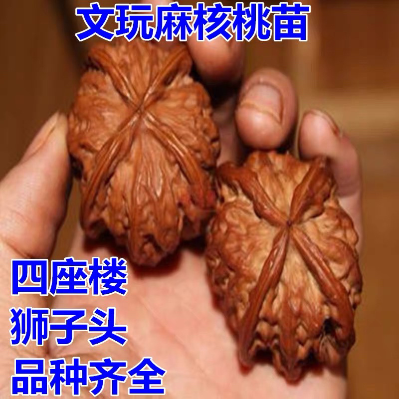 文玩核桃苗山东基地直发手玩核桃苗官帽核桃苗