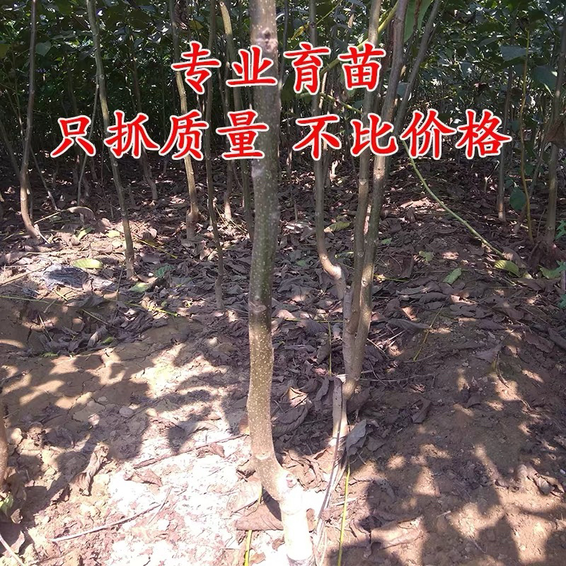 文玩核桃苗山东基地直发手玩核桃苗官帽核桃苗