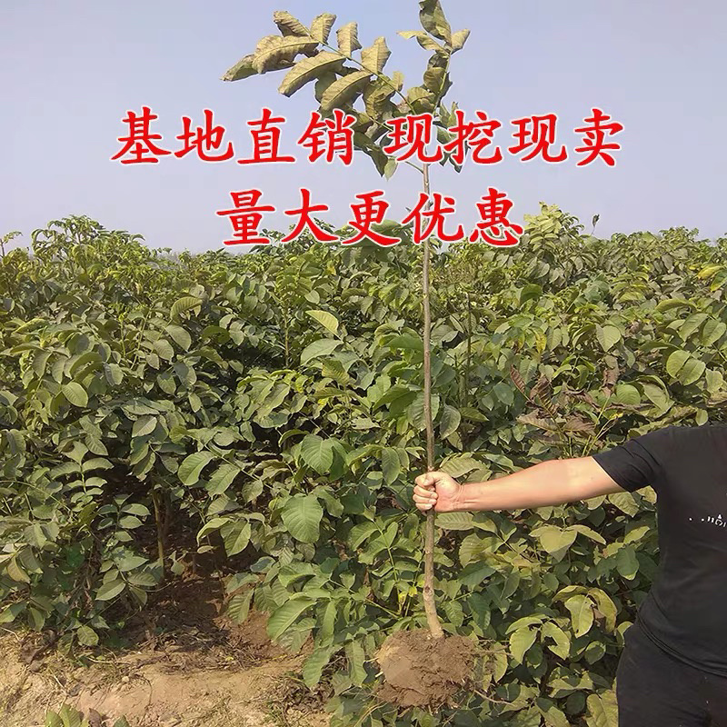 文玩核桃苗山东基地直发手玩核桃苗官帽核桃苗