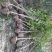 精品桂花树3公分～6公分桂花树基地供货大小批发