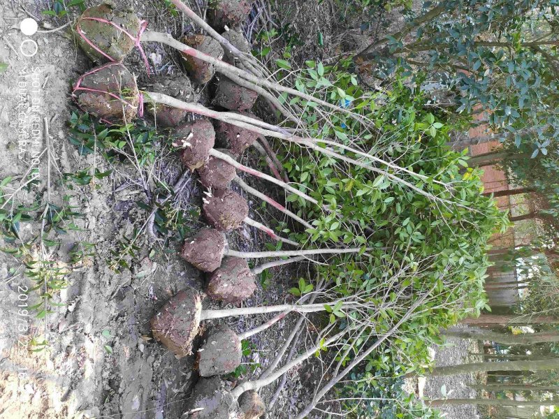 精品桂花树3公分～6公分桂花树基地供货大小批发