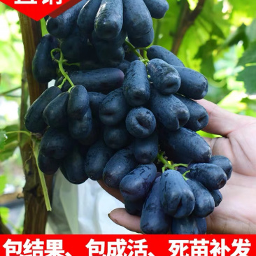 甜蜜蓝宝石葡萄树苗嫁接苗基地直发保湿发货可签合同