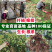 甜蜜蓝宝石葡萄树苗嫁接苗基地直发保湿发货可签合同