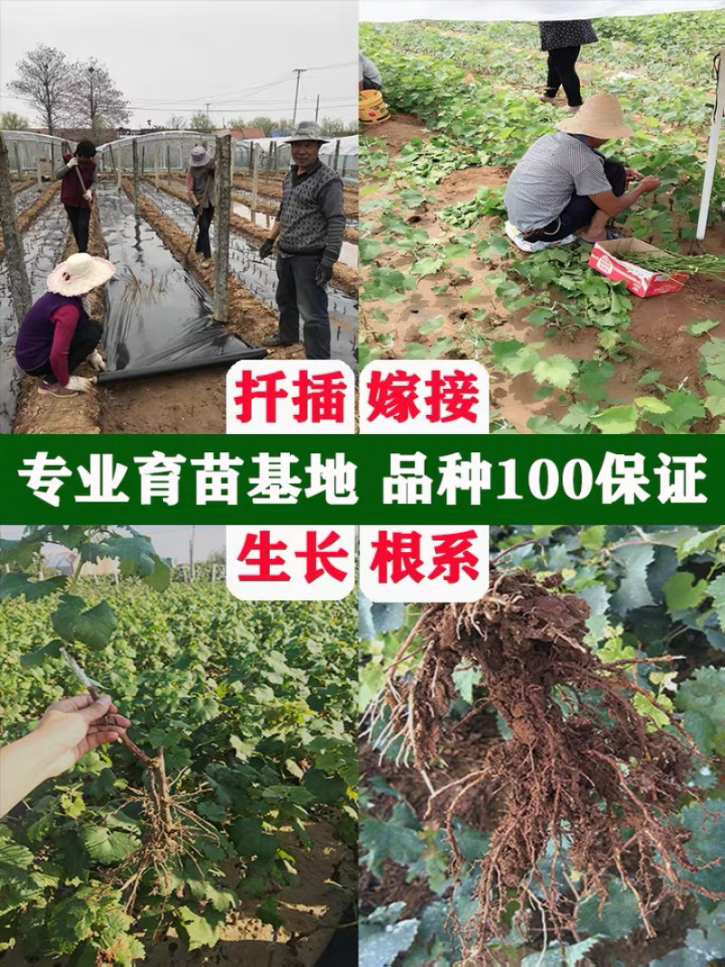 甜蜜蓝宝石葡萄树苗嫁接苗基地直发保湿发货可签合同