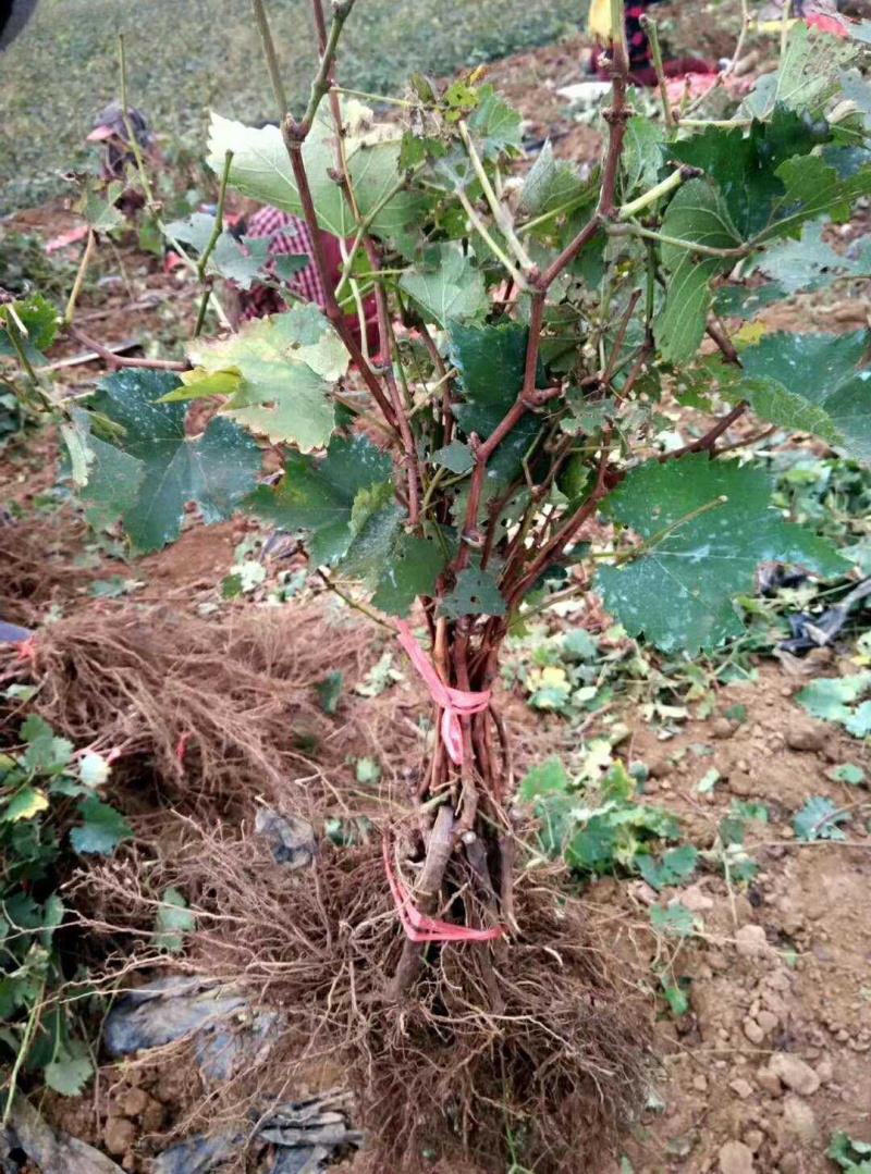 甜蜜蓝宝石葡萄树苗嫁接苗基地直发保湿发货可签合同
