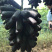 甜蜜蓝宝石葡萄树苗嫁接苗基地直发保湿发货可签合同