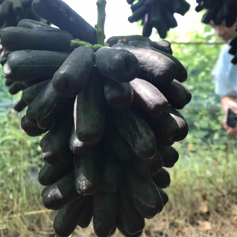 甜蜜蓝宝石葡萄树苗嫁接苗基地直发保湿发货可签合同