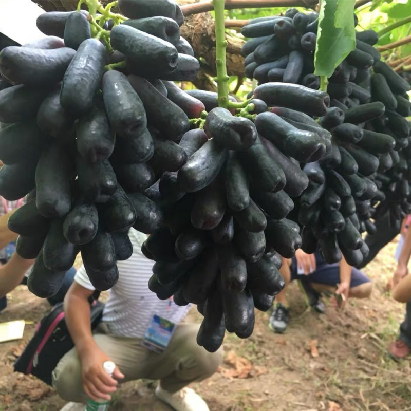 甜蜜蓝宝石葡萄树苗嫁接苗基地直发保湿发货可签合同