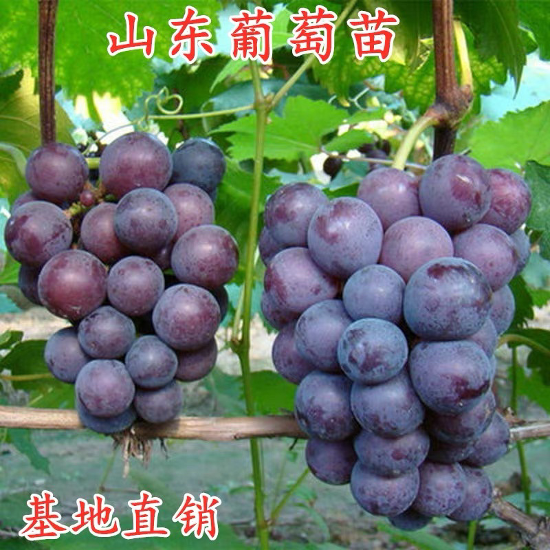 巨峰葡萄树苗嫁接苗基地直发品种保证保湿发货包邮
