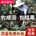 巨峰葡萄树苗嫁接苗基地直发品种保证保湿发货包邮