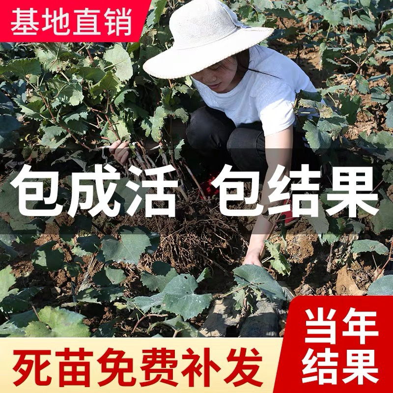 巨峰葡萄树苗嫁接苗基地直发品种保证保湿发货包邮