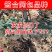 巨峰葡萄树苗嫁接苗基地直发品种保证保湿发货包邮
