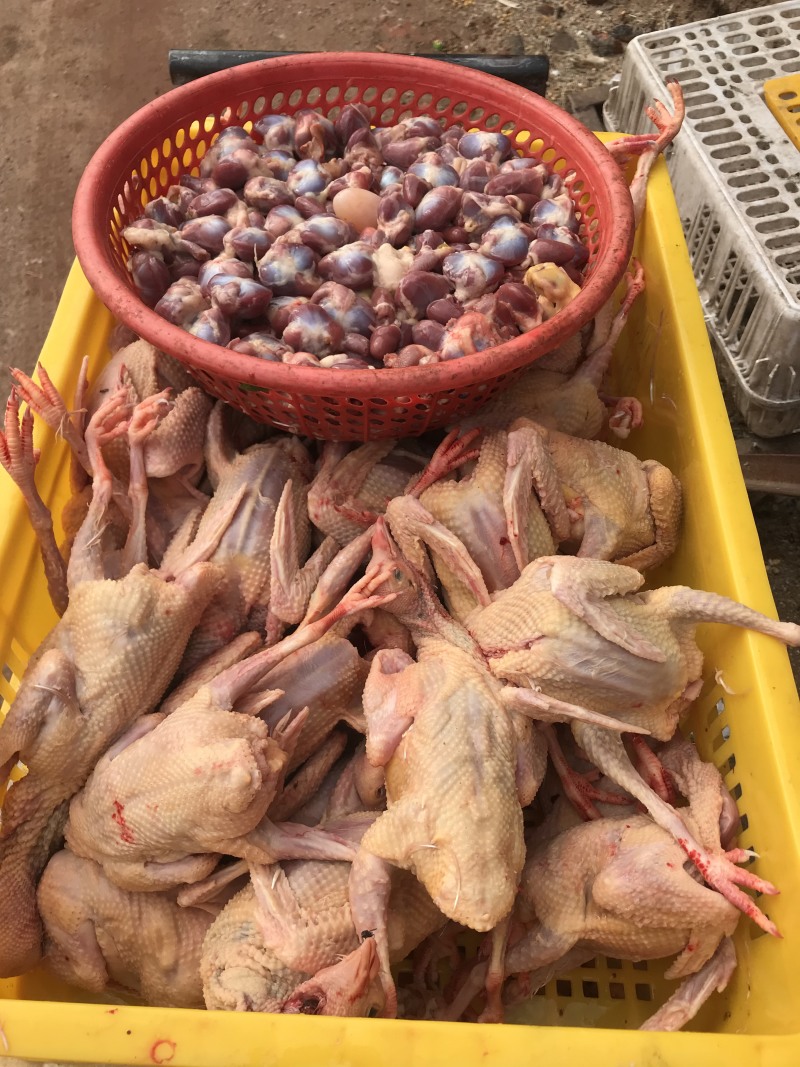 鸽子，冰鲜白条，乳鸽，中鸽，老鸽，黑色土鸽子，鲜活