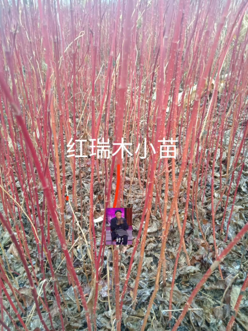 供应红瑞木小苗及成品工程苗秋季大量预定中