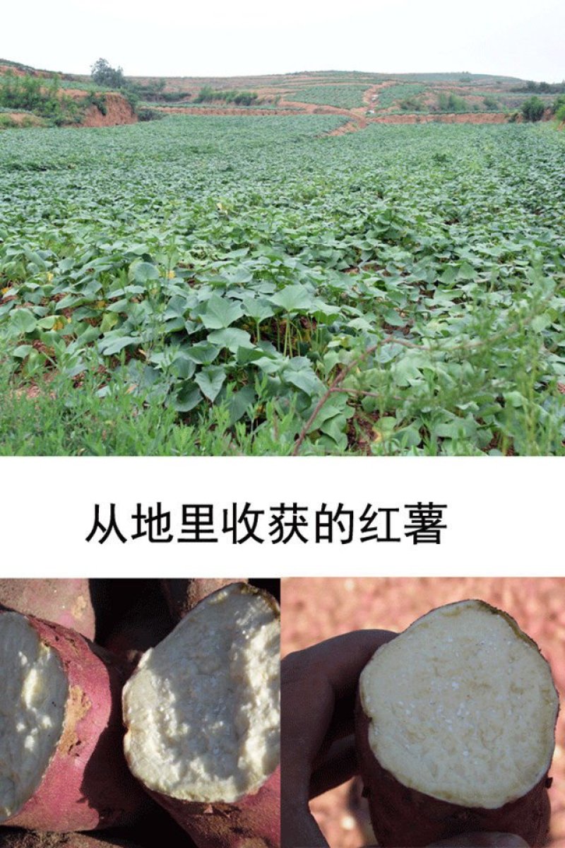 河北秦皇岛卢龙县红薯淀粉地瓜淀粉番薯淀粉袋装加工食品