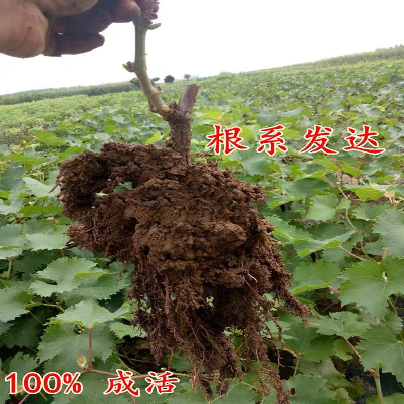 正宗玫瑰香葡萄树苗保证品种基地直发南北适宜保湿发货