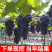 正宗玫瑰香葡萄树苗保证品种基地直发南北适宜保湿发货