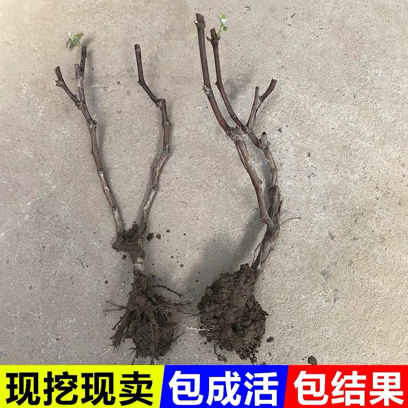 正宗玫瑰香葡萄树苗保证品种基地直发南北适宜保湿发货