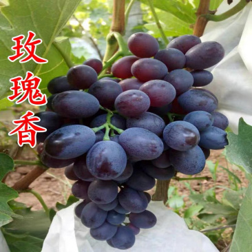 正宗玫瑰香葡萄树苗保证品种基地直发南北适宜保湿发货