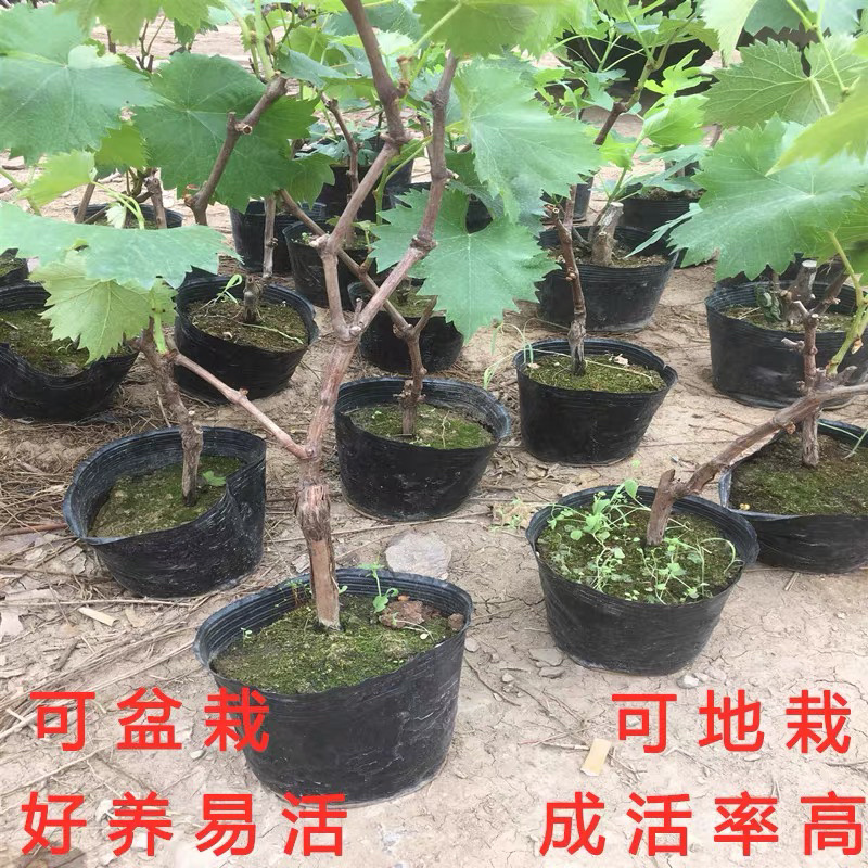 正宗玫瑰香葡萄树苗保证品种基地直发南北适宜保湿发货