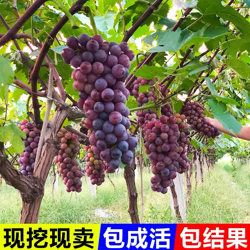 正宗玫瑰香葡萄树苗保证品种基地直发南北适宜保湿发货