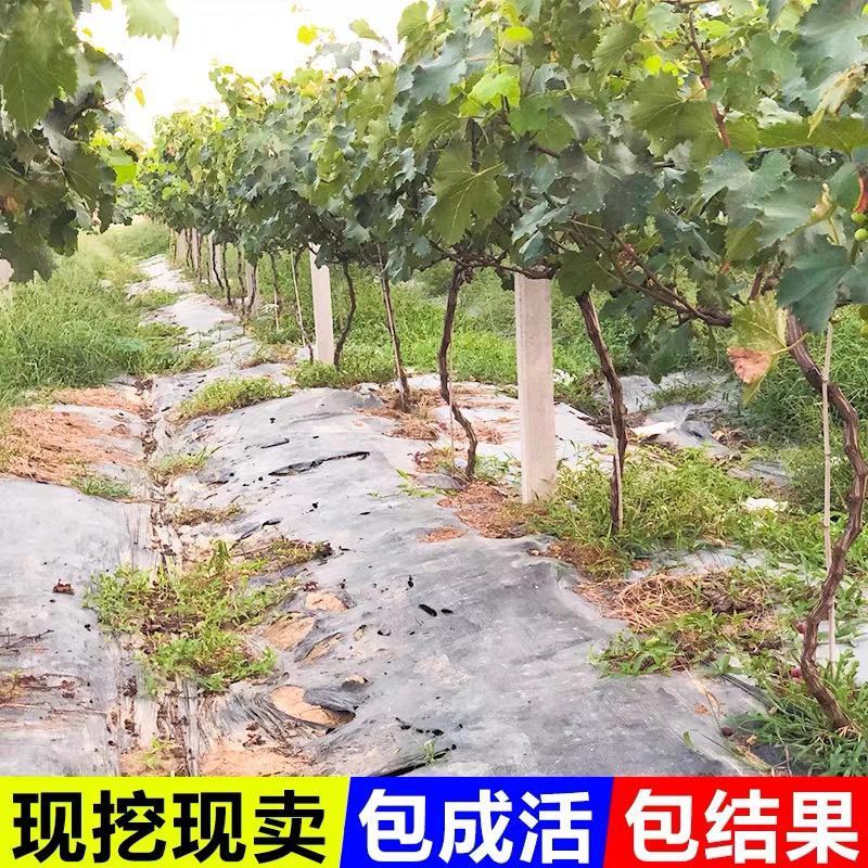 正宗玫瑰香葡萄树苗保证品种基地直发南北适宜保湿发货