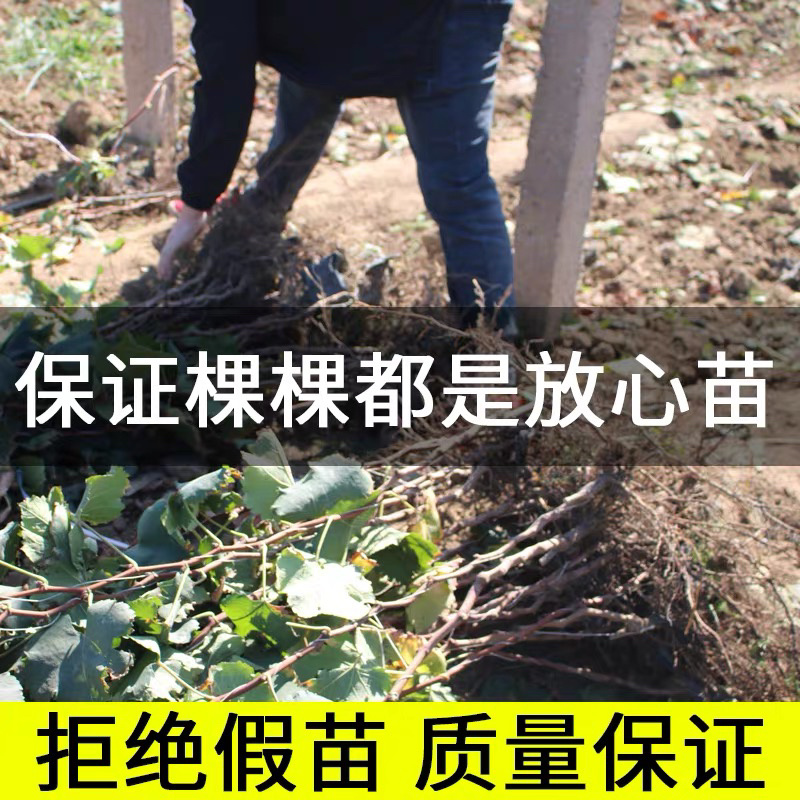 正宗玫瑰香葡萄树苗保证品种基地直发南北适宜保湿发货