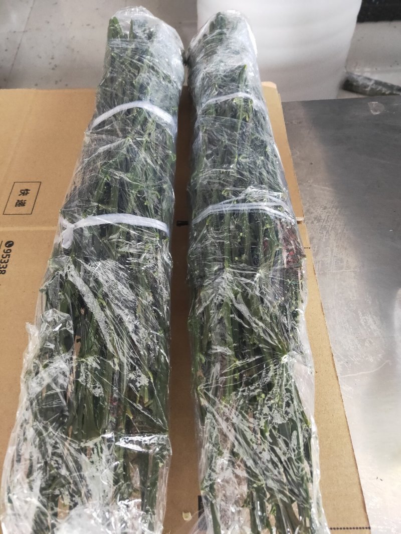 媛红碰柑枝条枝条老熟质量保证价格优惠