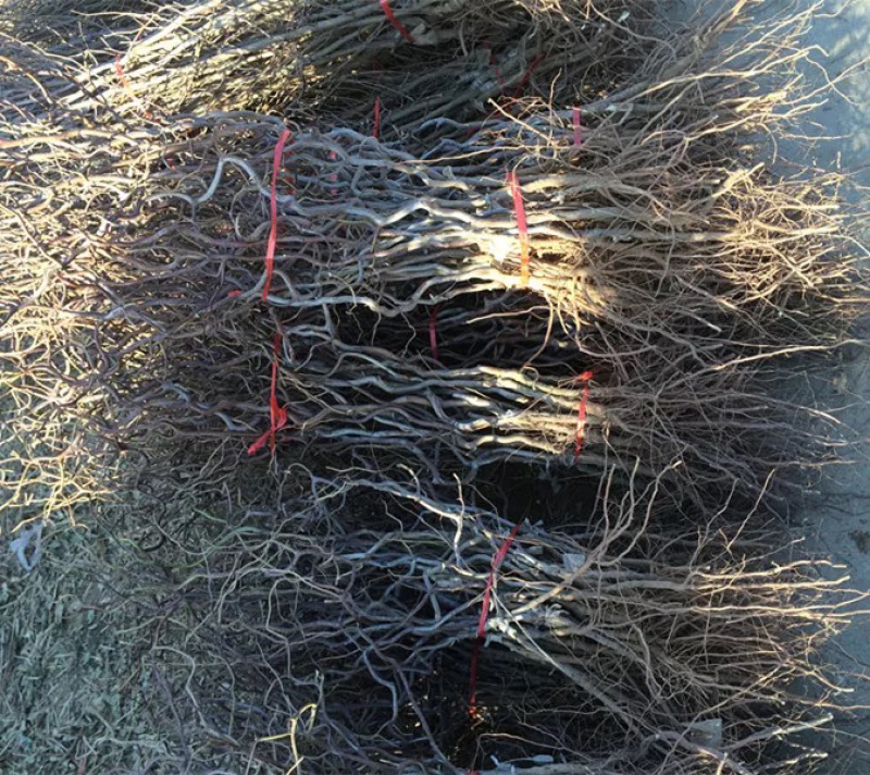 龙须枣树苗全嫁接苗基地直发假一赔十包邮