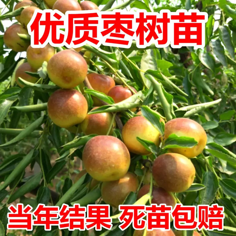 龙须枣树苗全嫁接苗基地直发假一赔十包邮