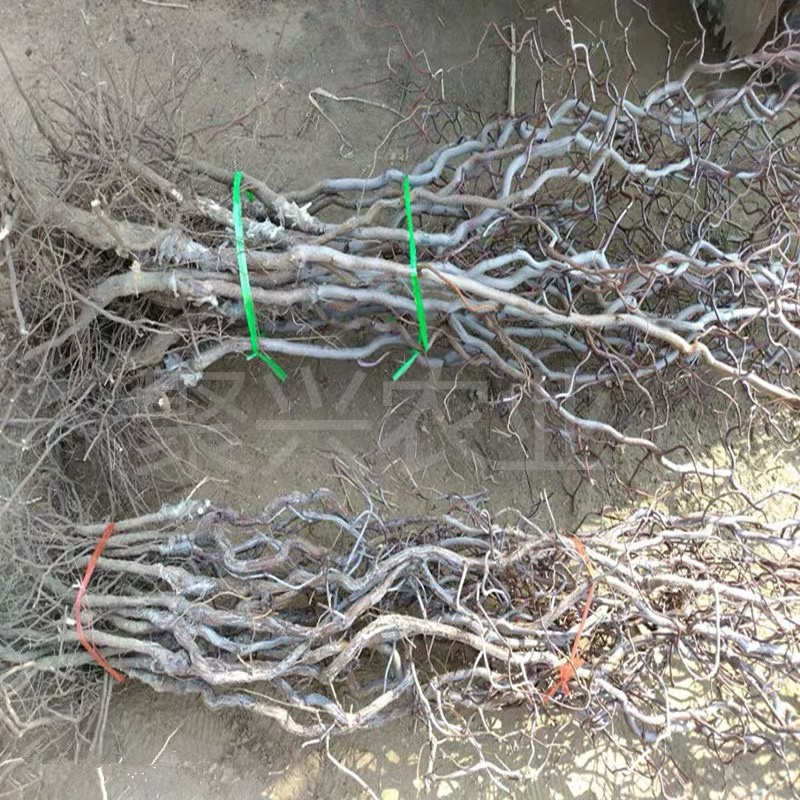 龙须枣树苗全嫁接苗基地直发假一赔十包邮