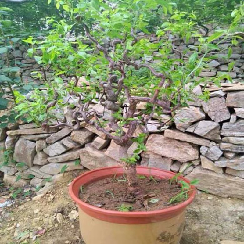 龙须枣树苗全嫁接苗基地直发假一赔十包邮
