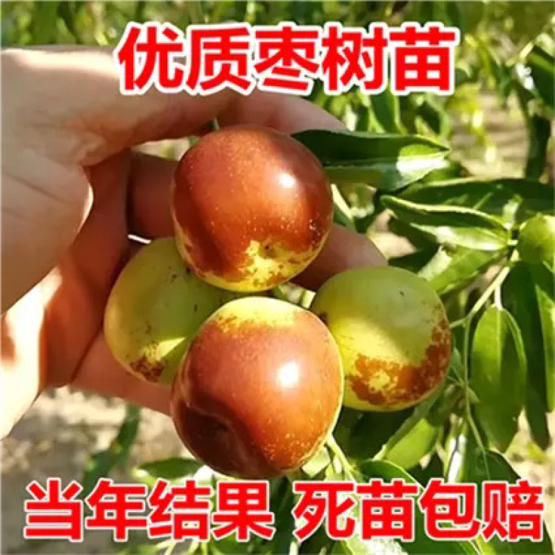 龙须枣树苗全嫁接苗基地直发假一赔十包邮