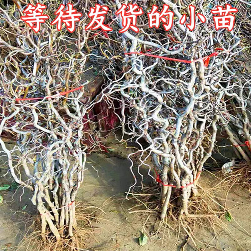 龙须枣树苗全嫁接苗基地直发假一赔十包邮