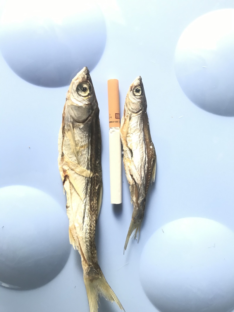 白条鱼：：：：：：：：