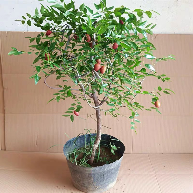 冬枣树苗沾化冬枣树苗新品2代保证纯度免费技术包邮