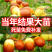 冬枣树苗沾化冬枣树苗新品2代保证纯度免费技术包邮
