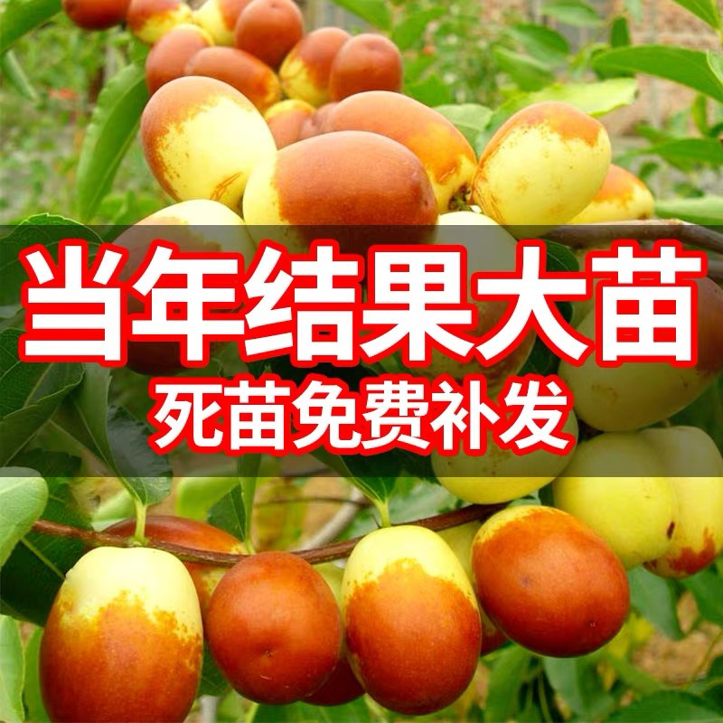 冬枣树苗沾化冬枣树苗新品2代保证纯度免费技术包邮