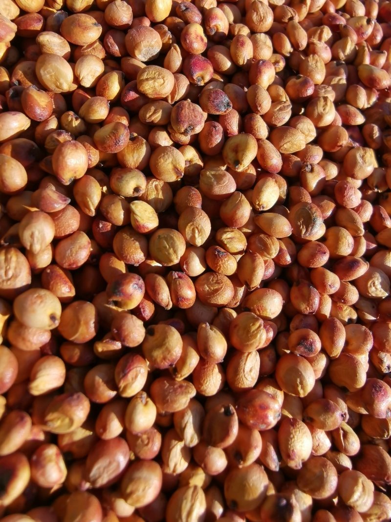 红缨子高粱种子（茅台专用）