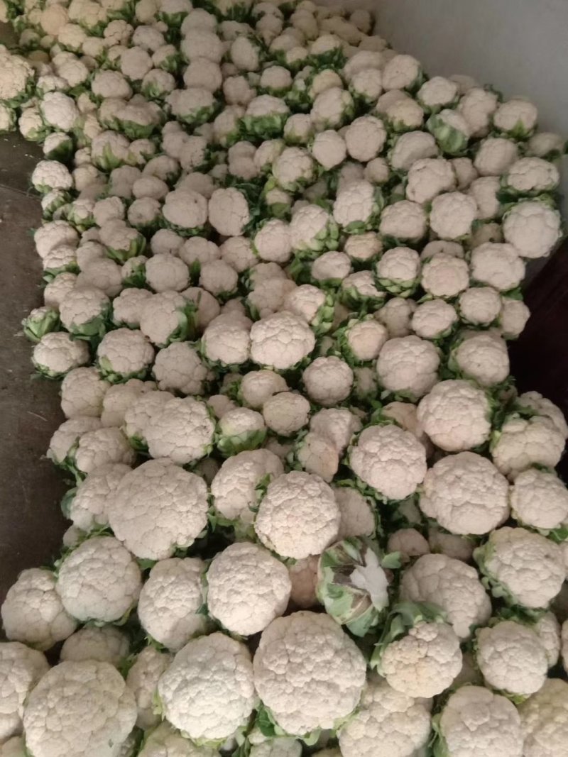 紧花乳白个头均匀产地直销1-3斤质量保证诚信第一