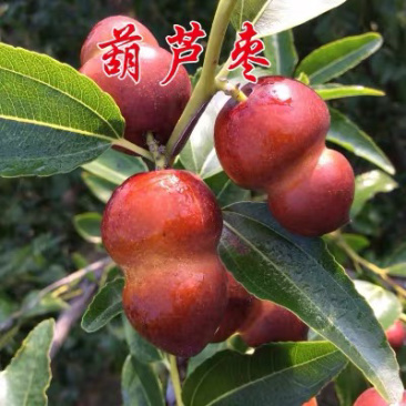 枣树苗甜脆葫芦枣苗庄品种纯正量大优惠基地直发包邮