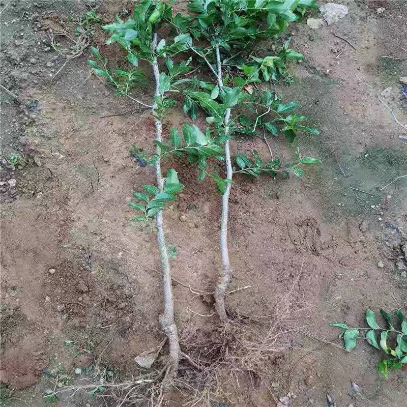枣树苗甜脆葫芦枣苗庄品种纯正量大优惠基地直发包邮