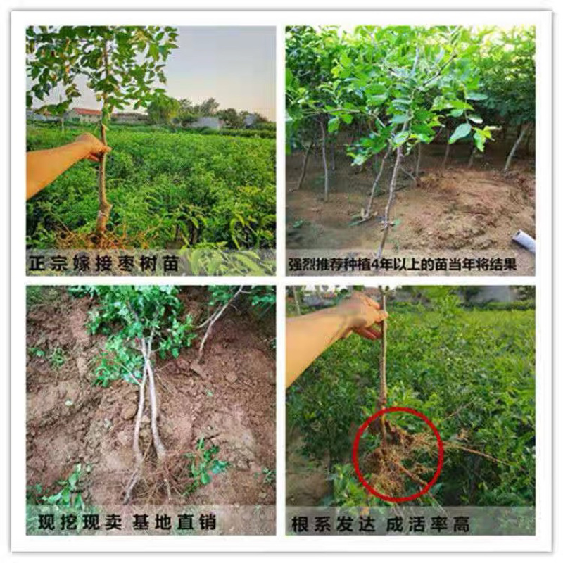 枣树苗甜脆葫芦枣苗庄品种纯正量大优惠基地直发包邮