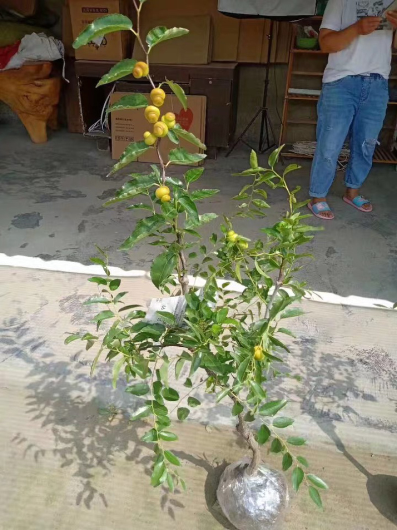 枣树苗甜脆葫芦枣苗庄品种纯正量大优惠基地直发包邮