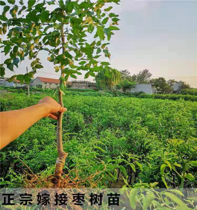 枣树苗甜脆葫芦枣苗庄品种纯正量大优惠基地直发包邮